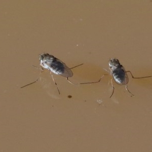 Brachydeutera sydneyensis at O'Connor, ACT - 19 Nov 2020