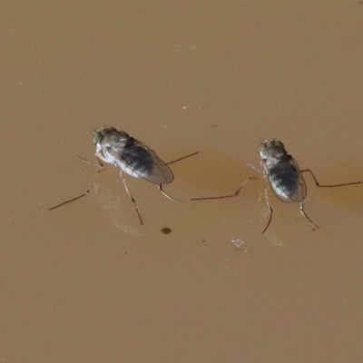 Brachydeutera sydneyensis (Shore fly) at Dryandra St Woodland - 19 Nov 2020 by ConBoekel