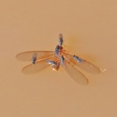 Brachydeutera sydneyensis at O'Connor, ACT - 19 Nov 2020