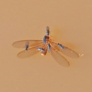 Brachydeutera sydneyensis at O'Connor, ACT - 19 Nov 2020