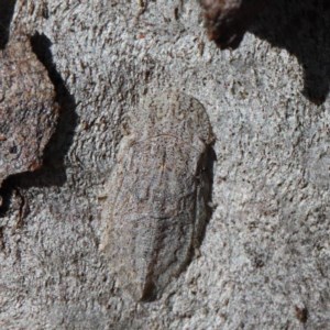 Stenocotis sp. (genus) at O'Connor, ACT - 19 Nov 2020