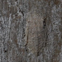 Stenocotis sp. (genus) at O'Connor, ACT - 19 Nov 2020