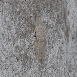 Stenocotis sp. (genus) at O'Connor, ACT - 19 Nov 2020