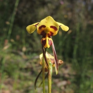 Diuris sulphurea at Conder, ACT - 3 Nov 2020