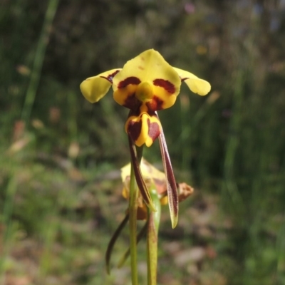 Diuris sulphurea (Tiger Orchid) at Conder, ACT - 3 Nov 2020 by michaelb