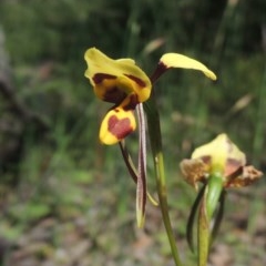 Diuris sulphurea at Conder, ACT - 3 Nov 2020