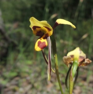 Diuris sulphurea at Conder, ACT - 3 Nov 2020