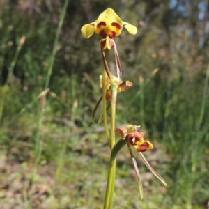 Diuris sulphurea at Conder, ACT - 3 Nov 2020