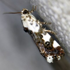 Acontia nivipicta (Acontia nivipicta) at O'Connor, ACT - 18 Nov 2020 by ibaird