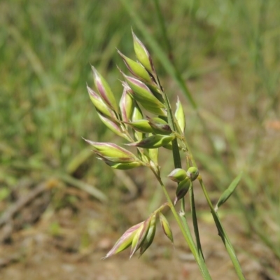 Rytidosperma carphoides (Short Wallaby Grass) at Conder, ACT - 3 Nov 2020 by michaelb