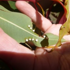 Unidentified Insect at Tathra, NSW - 17 Nov 2020 by TathraPreschool