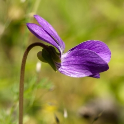 Viola sp. (Violet) at Paddys River, ACT - 18 Nov 2020 by trevsci