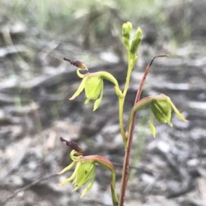 Caleana minor at Downer, ACT - suppressed