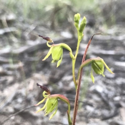 Caleana minor (Small Duck Orchid) at Downer, ACT - 17 Nov 2020 by PeterR