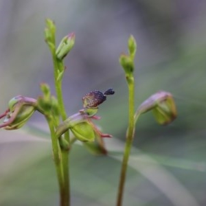 Caleana minor at Downer, ACT - 17 Nov 2020