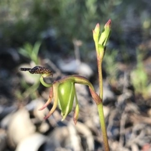 Caleana minor at Downer, ACT - suppressed