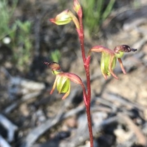 Caleana minor at Downer, ACT - suppressed