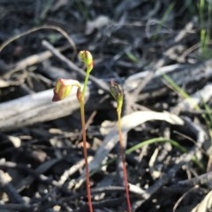 Caleana minor at Downer, ACT - suppressed