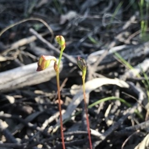 Caleana minor at Downer, ACT - 17 Nov 2020