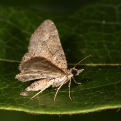 Epyaxa sodaliata (Sodaliata Moth, Clover Moth) at Melba, ACT - 12 Nov 2020 by kasiaaus