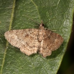 Epyaxa sodaliata at Melba, ACT - 12 Nov 2020