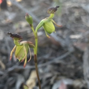 Caleana minor at Downer, ACT - suppressed