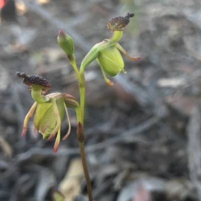 Caleana minor (Small Duck Orchid) at Downer, ACT - 17 Nov 2020 by PeterR
