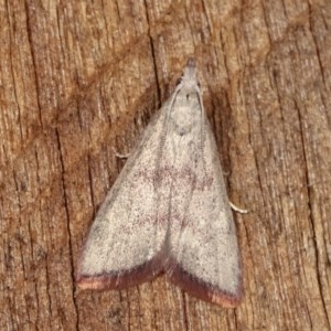 Callionyma sarcodes at Melba, ACT - 12 Nov 2020 12:49 AM