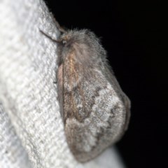 Pernattia pusilla (She-Oak Moth) at O'Connor, ACT - 18 Nov 2020 by ibaird