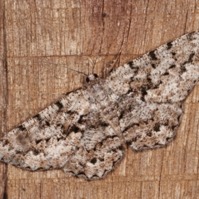 Unplaced externaria (Mahogany Bark Moth (formerly Hypomecis externaria)) at Melba, ACT - 12 Nov 2020 by kasiaaus