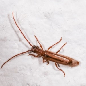 Phalota sp. (genus) at Melba, ACT - 12 Nov 2020