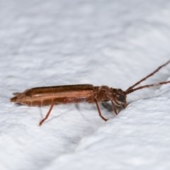 Phalota sp. (genus) at Melba, ACT - 12 Nov 2020