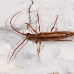 Phalota sp. (genus) at Melba, ACT - 12 Nov 2020