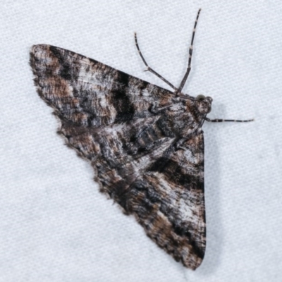 Gastrinodes argoplaca (Cryptic Bark Moth) at Melba, ACT - 11 Nov 2020 by kasiaaus