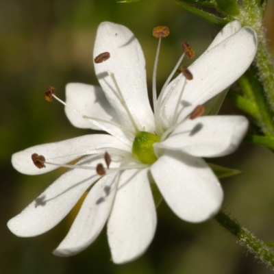 Stellaria pungens (Prickly Starwort) at Paddys River, ACT - 18 Nov 2020 by trevsci