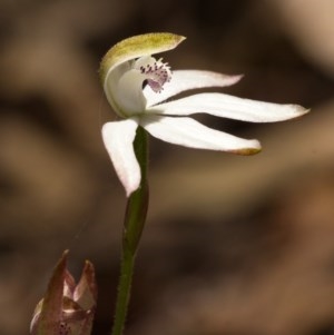 Caladenia moschata at Paddys River, ACT - suppressed