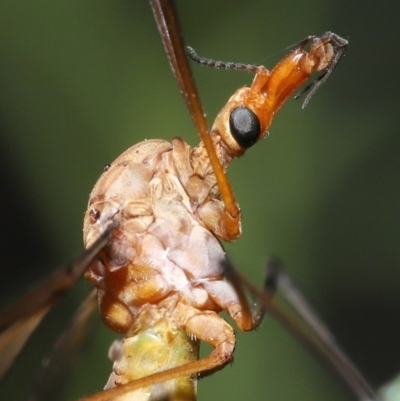 Leptotarsus (Macromastix) sp. (genus & subgenus) (Unidentified Macromastix crane fly) at Acton, ACT - 18 Nov 2020 by TimL