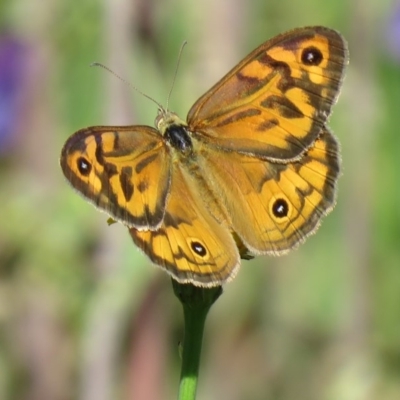 Heteronympha merope (Common Brown Butterfly) at Bullen Range - 18 Nov 2020 by SandraH