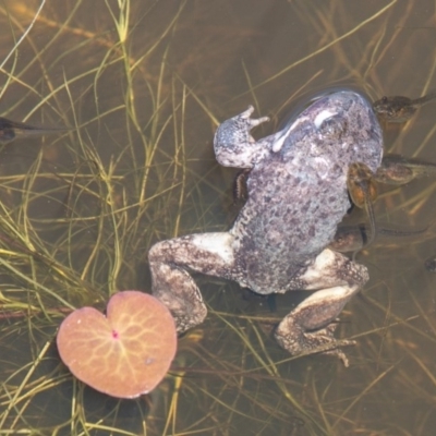 Limnodynastes dumerilii (Eastern Banjo Frog) at Mount Clear, ACT - 17 Nov 2020 by SWishart