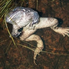 Limnodynastes dumerilii at Mount Clear, ACT - 18 Nov 2020