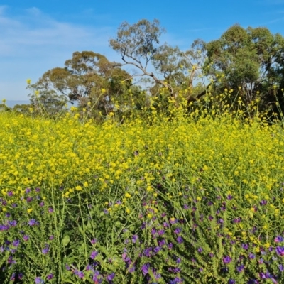 Hirschfeldia incana (Buchan Weed) at O'Malley, ACT - 18 Nov 2020 by Mike