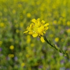 Hirschfeldia incana at O'Malley, ACT - 18 Nov 2020