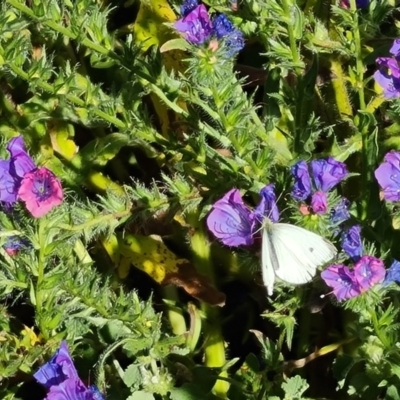 Pieris rapae (Cabbage White) at Scrivener Hill - 18 Nov 2020 by Mike