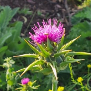 Silybum marianum at O'Malley, ACT - 18 Nov 2020