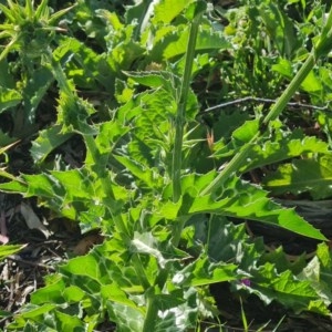 Silybum marianum at O'Malley, ACT - 18 Nov 2020