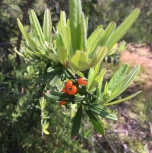 Pyracantha angustifolia at Bruce, ACT - 3 Nov 2020