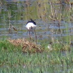 Himantopus leucocephalus (Pied Stilt) at Jerrabomberra Wetlands - 19 Nov 2020 by RodDeb