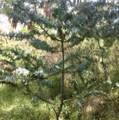 Acacia baileyana (Cootamundra Wattle, Golden Mimosa) at Bruce Ridge to Gossan Hill - 3 Nov 2020 by goyenjudy