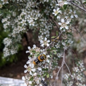 Scaptia (Scaptia) auriflua at Hackett, ACT - 19 Nov 2020