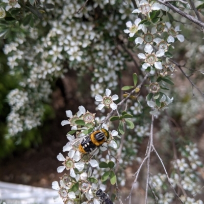 Scaptia (Scaptia) auriflua (A flower-feeding march fly) at Hackett, ACT - 19 Nov 2020 by Ral